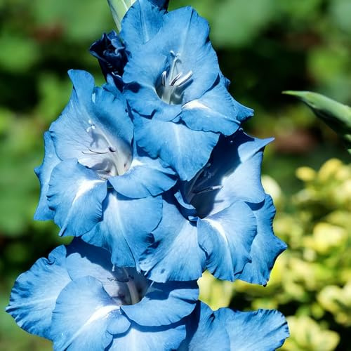 gladioli balcone decorazione decorazione ufficio decorativi resistenti all'inverno 30bulbi