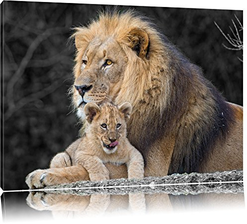 Pixxprint prächtiger Löwe kuschelt mit kleinem Jungtier B&W, Größe: 100x70cm, Leinwandbild, fertig gespannt, Wandbild, Dekoration, Kunstdruck, kein Poster