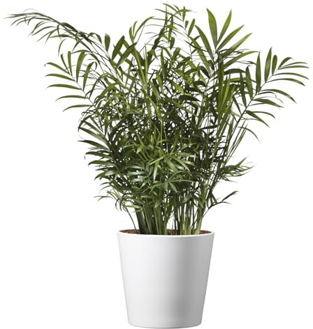 American Plant Exchange Parlor Palm – Live 6-Inch Potted Houseplant with Pot Cover, Easy-Care Air-Purifying Indoor Palm, Low-Light Tropical Plant for Home, Office, Bedroom & Indoor Décor