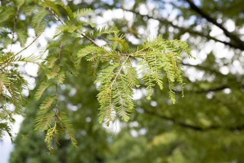 Metasequoia glyptostroboides 60–100 cm – Winterhart, Mehrjährig, Pflegeleicht – Urweltmammutbaum – Zierbaum für Garten & Park