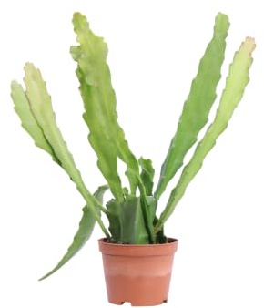 eGarden.store - Pianta vera di Epiphyllum Crenatum o Cactus orchidea | Altezza: 30 cm - Diametro vaso: 10 cm | Pianta grassa con fiori dai vari colori da coltivare all'interno o esterno