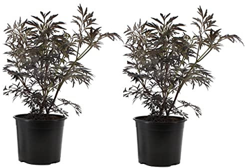 Plant in a Box - Sambucus nigra 'Schwarze Spitze' - 2er Set - Winterhart - Immergrüner Strauch - Topf 17cm - Höhe 25-40cm