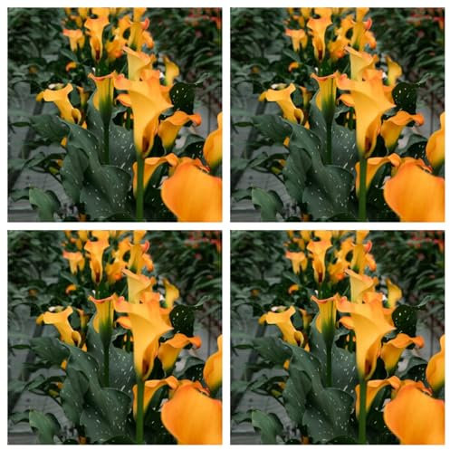 Bulbi di Calla Decorativi in ​​Vaso per Balcone, Coloratissimi Gigli di Calla-2bulbi-D