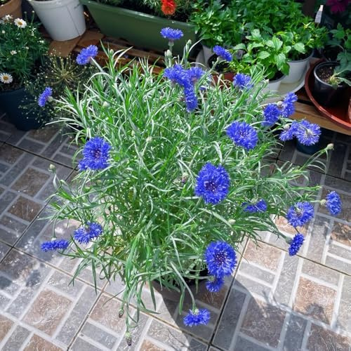 semi biologici di fiordaliso ornamentali decorazione di fiordaliso resistenti per il giardino da balcone perenni resistenti 1200pcs