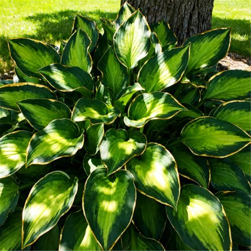 Rizomi di Hosta resistenti al freddo/Hosta/Piantagione da esterno/Illumina il tuo balcone/Svernamento sicuro/Purificazione dell'aria-6 PCS-E
