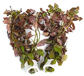 PondPlantsUK 2 x Live Plants for aquascaping, mosses, Fern, Tropical Aquatic Plants in Ceramic Weights (Ludwigla Glandulosa)