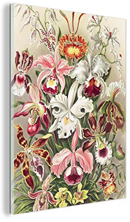 MuchoWow Glasbild Glasfoto Wandbild Bilder Deko 30x40 cm Blumen - Ernst Haeckel - Jahrgang - Orchidee