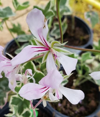 Pelargonium x hederaefolium 'L'élégante' / Géranium lierre panaché/Godet