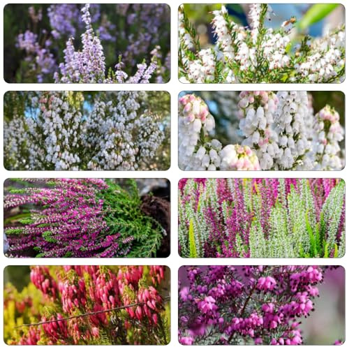 Heidekraut schmetterlingsflieder kräutersamen garten hochbeet schnittblumen gartensamen wildblumensamen bonsai topf blumengarten herbstpflanzen winterhart blühend kräuterpflanzen 300samen