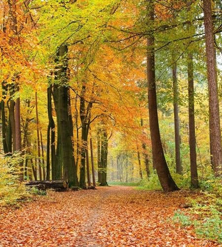 Papier peint intissé FORÊT D'AUTOMNE 225 cm x 250 cm | Tapisserie Murale XXL Poster Décoration - Salon Appartement - Photo d'art Tableaux Muraux | QUALITÉ SUPÉRIEURE - MADE IN EU - Y compris adhésif