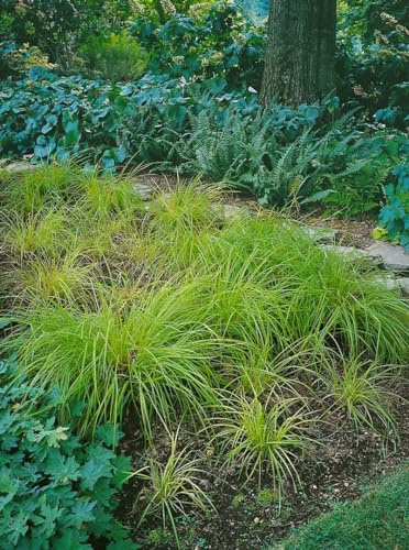 Carex montana 9x9 cm Topf – Winterhart, Mehrjährig, Pflegeleicht – Berg-Segge – Ziergras für Steingarten & Rabatte