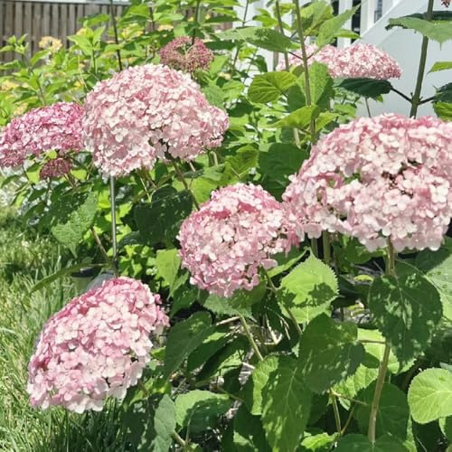 comprar semillas de hortensia, orgánicas de silvestres mariposas variedades antiguas otoño resistentes exterior 180pcs