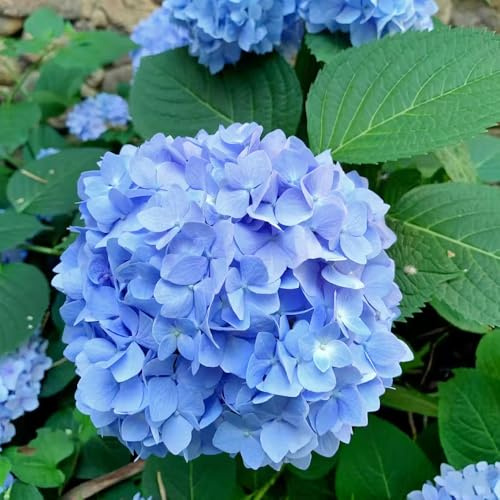 Hortensien - sträucher geschenke für gärtner blumensamen bio alte sorten steingartenpflanzen winterhart blumendeko immergrüne sträucher winterhart sommerblumen für sonnige plätze 30Samen