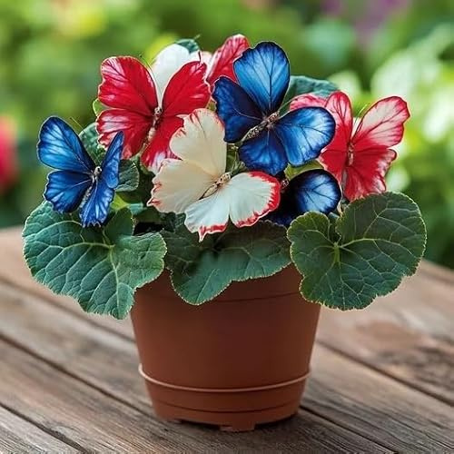 Funkie 'Moonlight Butterfly' – lose oder wurzelnackt erhältlich – Rot, Weiß und Blau-4 Hostas