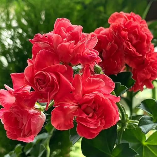 geranien - pelargonium wildblumensamen pflanzensamen exotisch balkon garten herbstaussaat mehrjährig 125samen