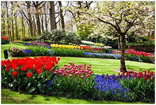 Wallario Glasbild Bunte Blumen und Kirsch-Baum im Park blühen im Frühling - 60 x 90 cm Wandbilder Glas in Premium-Qualität: Brillante Farben, freischwebende Optik