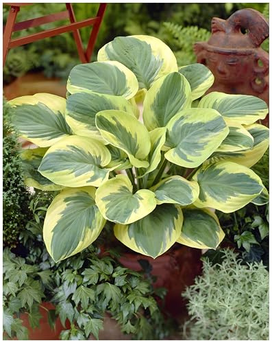 Stauden Gänge 3 x Hosta sieboldiana 'Carnival' Funkie, Herzblatt winterhart | Winterharter Bodendecker für Halbschatten bis Schatten, Blüte Juni bis August, mehrjährig, 1 L Topf (11x11 cm)