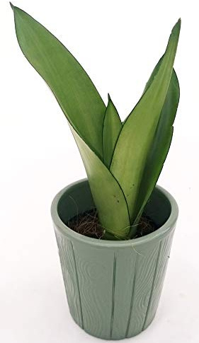 POWERS TO FLOWERS - SANSEVERIA SILVER IN VASO CERAMICA VERDE MILITARE, pianta vera