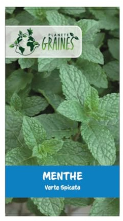 100 graines de menthe verte - herbe aromatique - mentha spicata -