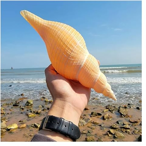 PBDEIOEOE Conchas de mar Grandes Conchas Naturales, Caracola de Trompeta de 23 a 31 cm for decoración de Bodas, Fiestas temáticas de Playa y Decoraciones for el hogar(23~25cm)