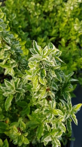 Euonymus fortunei 'Harlequin' / Fusain de Fortune/Conteneur de 3 à 4 litres