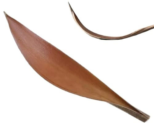Palmier séché pour l'artisanat, feuilles de cacao naturelles - Branches séchées de décoration végétale,Feuilles séchées, décoration végétale, feuilles de cacao naturelles exotiques et créatives pour H