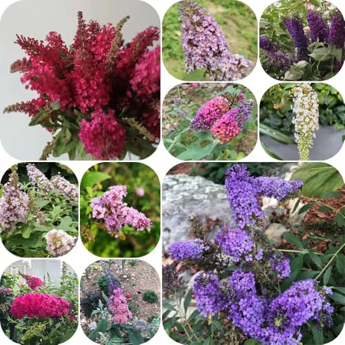 Semi di Buddleja davidii, arbusti fioriti resistenti da esterno resistenti semi di selvatici giardino esotiche farfalle come per gli ospiti 600pcs
