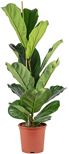 Geigenfeige - pflegeleichte Zimmerpflanze, Ficus Lyrata - Höhe ca. 100 cm, Topf-Ø 21 cm