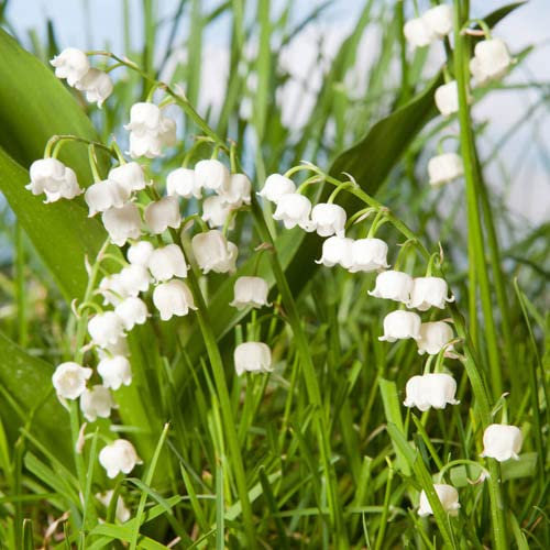 You Garden - Lily of The Valley, Convallaria majalis 9cm x2