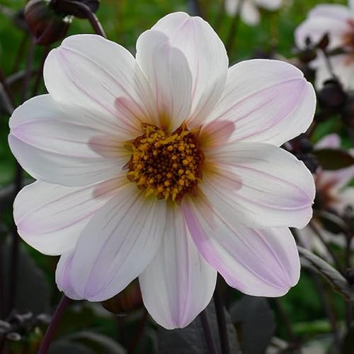 Dahlie Bishop of Dover | 1 Stück | Knolle | Rosa | Weiß | 100% Blütegarantie | QFB Gardening