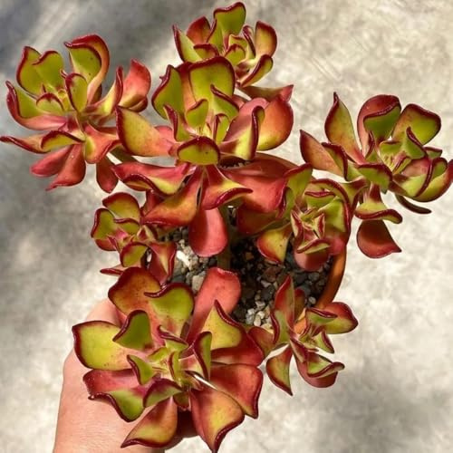 semillas de sedum, Decoración, para lugares soleados, sedum, Decoración de jardín para exteriores, balcón, resistentes 400pcs