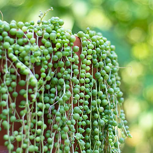 Senecio Rowleyanus - d'appartamento purificatrici d'aria succulenta appartamento Decorazione per il soggiorno, sospesa rare succulente 75semi