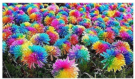Stk - 100x Bunte Blume Arcobaleno Crisantemo Regenbogen Pflanzen - Saat A435 - Seeds & Plants Shop by Ipsa