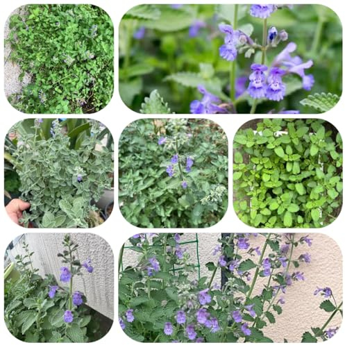 semillas de hierba gatera plantas decorativas decoración de balcones maceta semillas flores plantas jardín interior hierbas silvestres - raras - flores en macetas jardín interior 500pcs