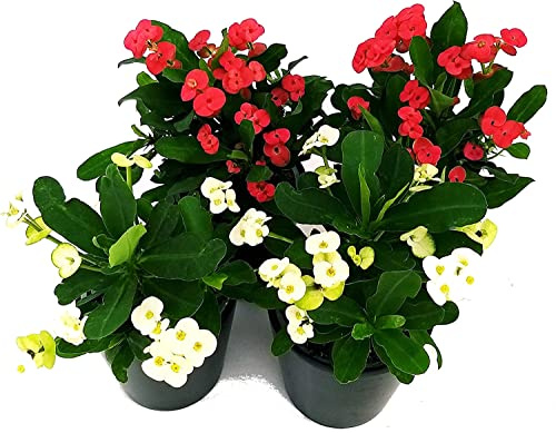 Cactus Corona de Cristo | Pack 4 Plantas | DECOALIVE | 2xColor Blanco + 2xColor Rojo | Plantas Naturales