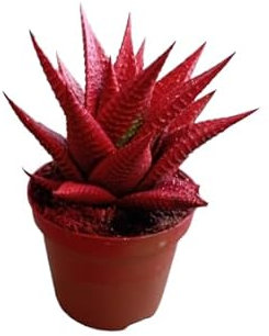 Crassa Natural de Navidad Planta Suculenta