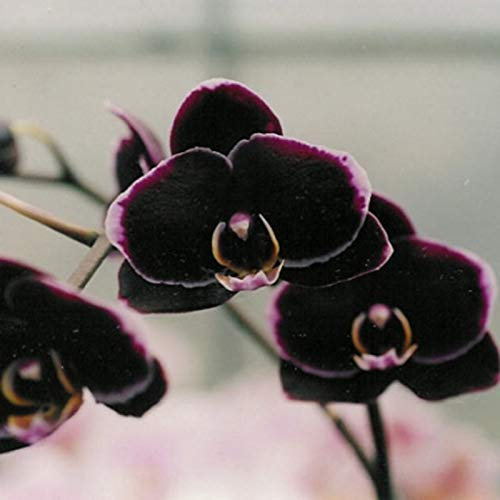100 semi di orchidea per casa, ufficio, giardino, finestra, colore nero, per donne, uomini, bambini, principianti, giardinieri regalo:Seeds