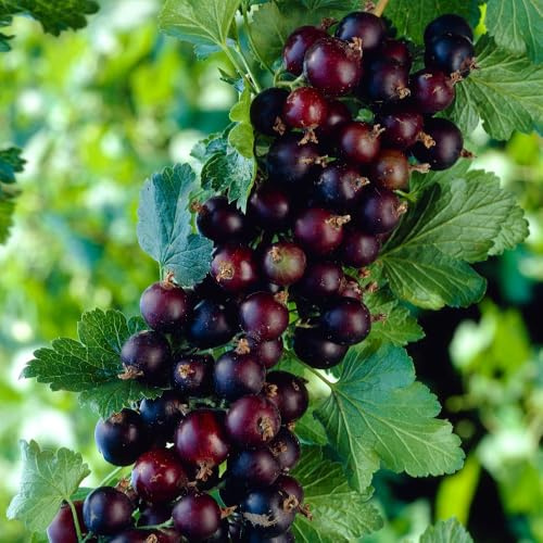 Jostaberry Ribes Casseille Fruit Bush Thornless Cross of Blackcurrant Gooseberry Rich Flavour High Yields Vitamin C Self Fertile 1X or 2X 2 Litre Pot by Thompson and Morgan