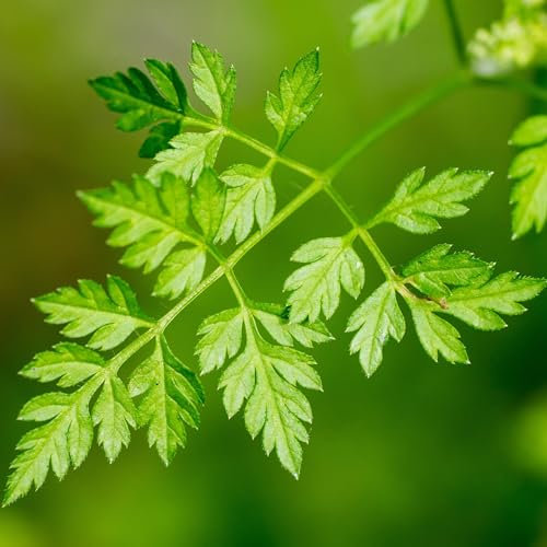 PREMIER SEEDS DIRECT - HERB Seeds - Chervil Common (50 Grams)