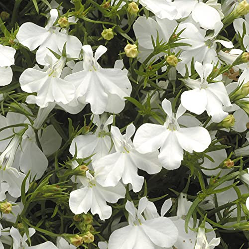 Lobelia Fountain White | Colourful Flowering Garden Ready Bedding Plants 10 Pack