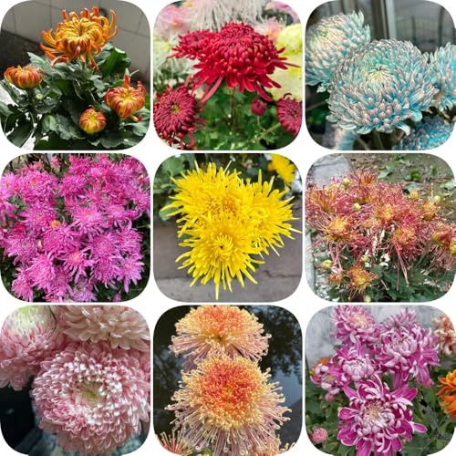 semi di crisantemo Perenni resistenti semi di decorazione floreale da balcone raro come bomboniera resistenti per giardini rocciosi per gli amanti del 150pcs