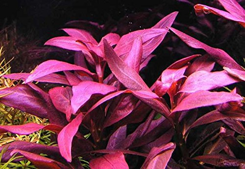 Rote Stern-Ludwigie / Ludwigia perennis - x1 Bund