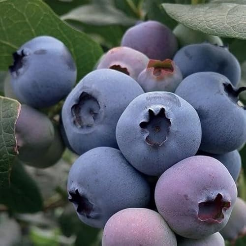 Amerikanische Heidelbeere Bluegold 1L - Pflanze mit schmackhaften Früchten