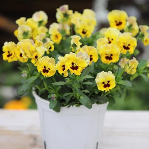 Semi di viola del pensiero, regali da giardino per le donne regali sostenibili 100pcs