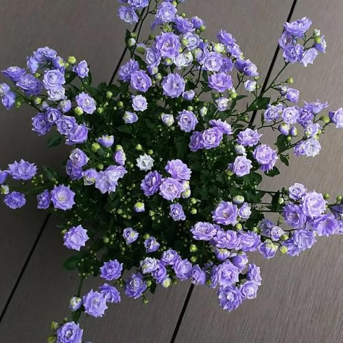 Semi di campanula, d'appartamento esotiche, esotiche tappezzante resistente interna rare rampicanti giardino 600pcs