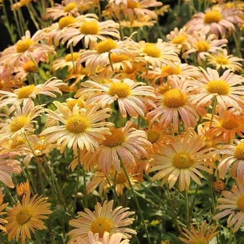 6x Crisantemo 'Mary Stoker' – Vaso 9x9 cm – fioritura giallo albicocca giardino