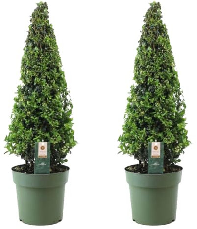 Plant in a Box - Ilex crenata 'Pyramid' - Houx japonais - lot de 2 - Plante de jardin - Plante en pot - ⌀21 cm - Hauteur 55-65 cm