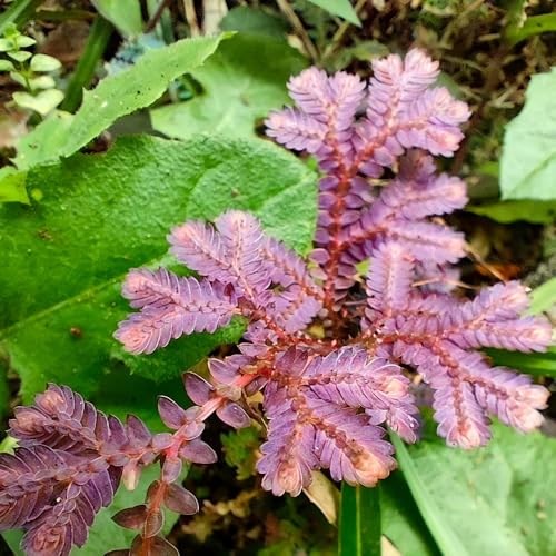 rose von jericho - blumendeko hochbeet balkon garten kräutergarten blumenzwiebeln blumenwiese dekopflanzen büropflanzen blumenzwiebeln winterhart 8zwiebeln