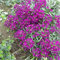 Semi Alisso Nano Violetto O Giallo