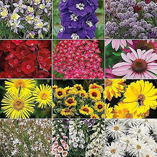 Nurseryman’s Choice Perennial Bedding Mix Garden Flower Beautiful Summer Colours Ideal for Patio Containers Flowerbeds & Cottage Gardens 30 x Plugs by Thompson & Morgan